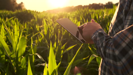 Lens-flare:-a-Modern-farmer-with-a-tablet-in-his-hands-inspects-corn-shoots-to-analyze-the-future-harvest-and-product-quality.-Farm-management-via-Internet
